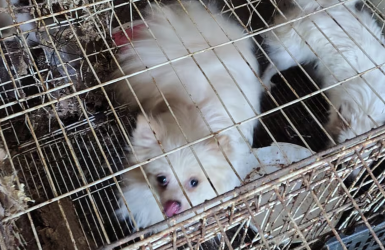 Rescataron 87 perros desnutridos